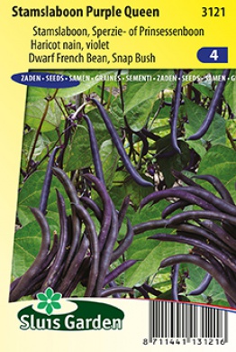 Buschbohne Purple Queen (Phaseolus) 250 Samen SL